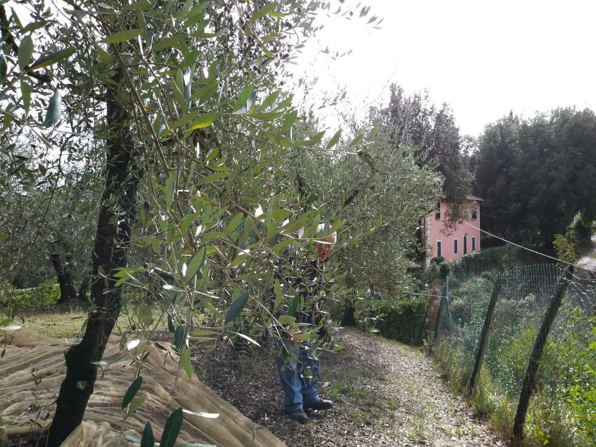 Podere Il Leccione Palaia Kültér fotó